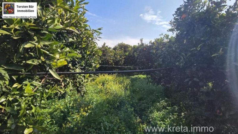 Tympaki Kreta, Tympaki Zitrusplantage 4.000 m² Grundstück kaufen